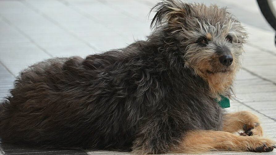 cachi